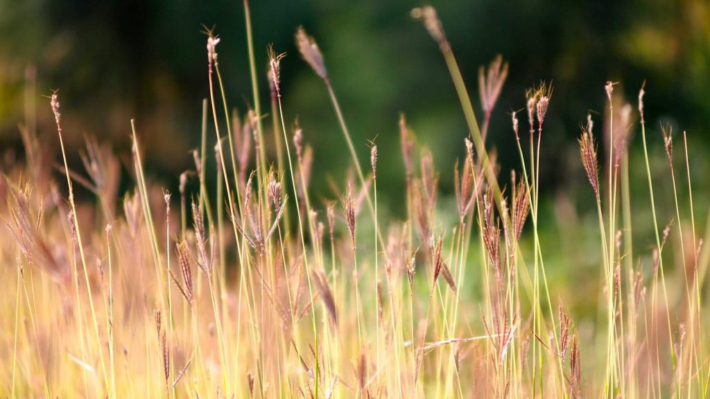 Lo-fi beats to procrastinate to: a field guide